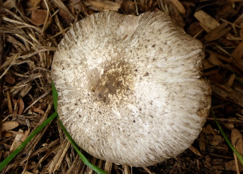 Agaricus, Agaricus californicus
